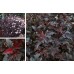 Пузыреплодник красный саженцы купить в алматы лиственные деревья и кустарники питомник растений Rostok